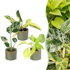 3× Baby-Pflanzen Tropical Mix inkl. Linnea Olive – Ø6 cm, 10–15 cm hoch