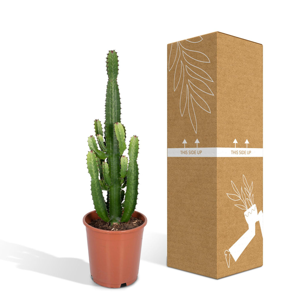 Euphorbia Acrurensis – Ø24 cm, 60 cm de haut