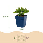 Salvia nemorosa 'Sense Deep Blue' (Salbei) – violett – Ø 11 cm, 15–25 cm hoch