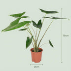 Alocasia zebrina (elefantøre) – Ø21 cm, 70–75 cm høj