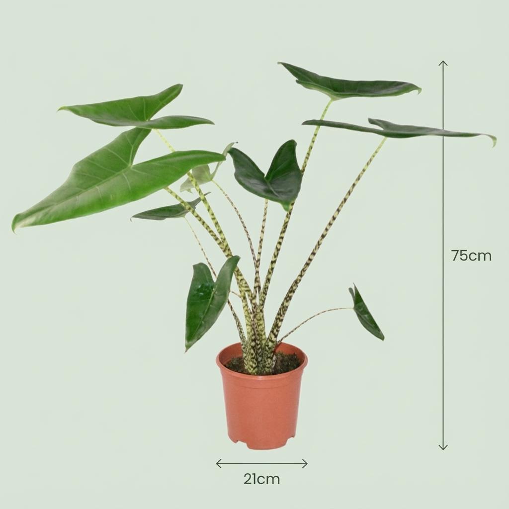 Alocasia zebrina (elefantøre) – Ø21 cm, 70–75 cm høj