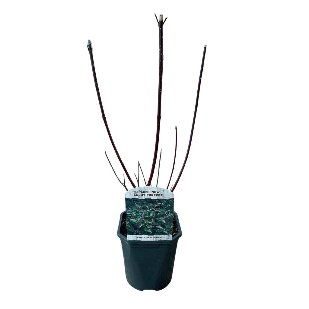 Cornus alba 'Kesselringii' (purple branches) – Ø17 cm, 45 cm high – photo 2