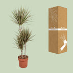 Dracaena Bicolor (drakenboom) – Ø21 cm, 120 cm hoog