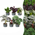 6× Baby Plants Jungle Mix incl. Linnea Misty Blue – Ø6 cm, 10–15 cm tall