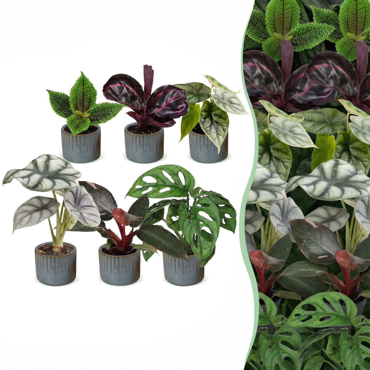 6× småplanter Jungle Mix inkl. Linnea Misty Blue – Ø6 cm, 10–15 cm høje