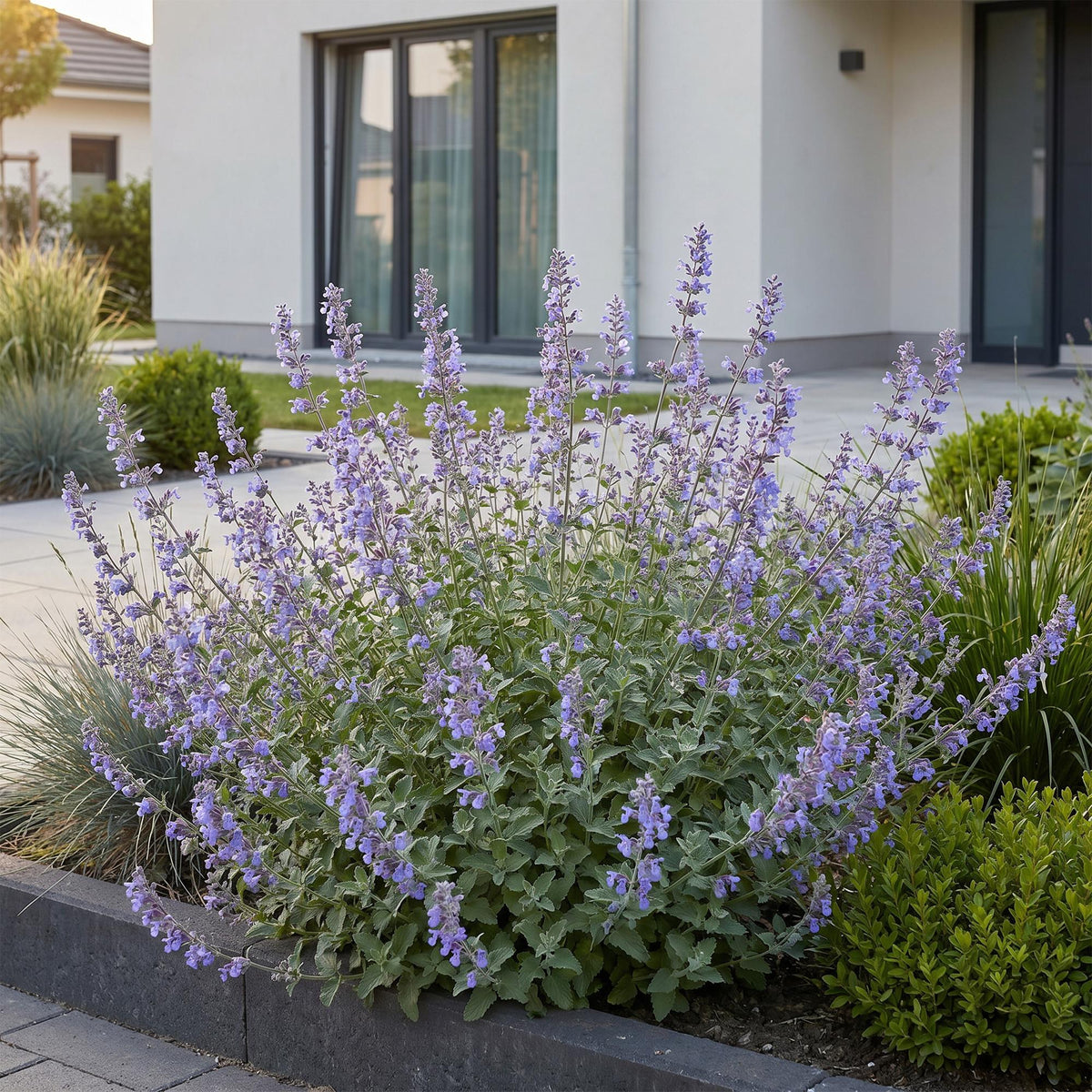 Nepeta faassenii 'Walker’s Low' (Katzenminze) – blau – 3 Pflanzen, Ø 11 cm, 15–25 cm hoch – Bild 6