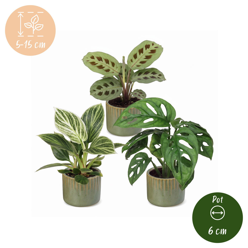 3× overraskelsesæske med stueplanter inkl. Linnea Olive – Ø6 cm, 5–15 cm høj