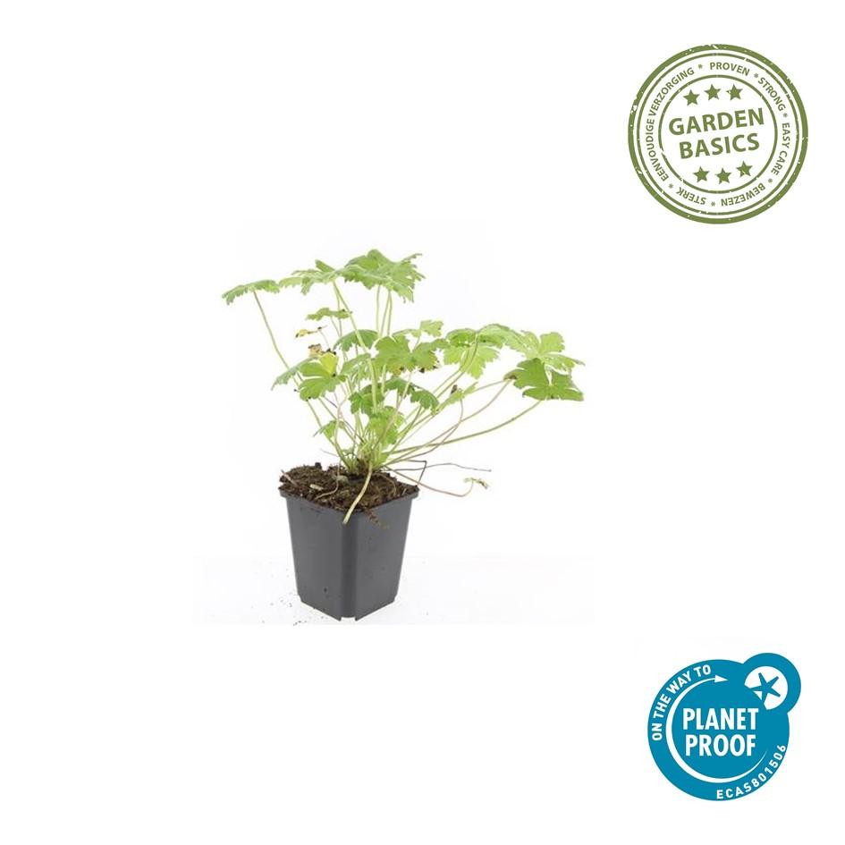 Geranium 'Tiny Monster' (cranesbill) – 60 plants, Ø9 cm, 10–25 cm high – photo 3