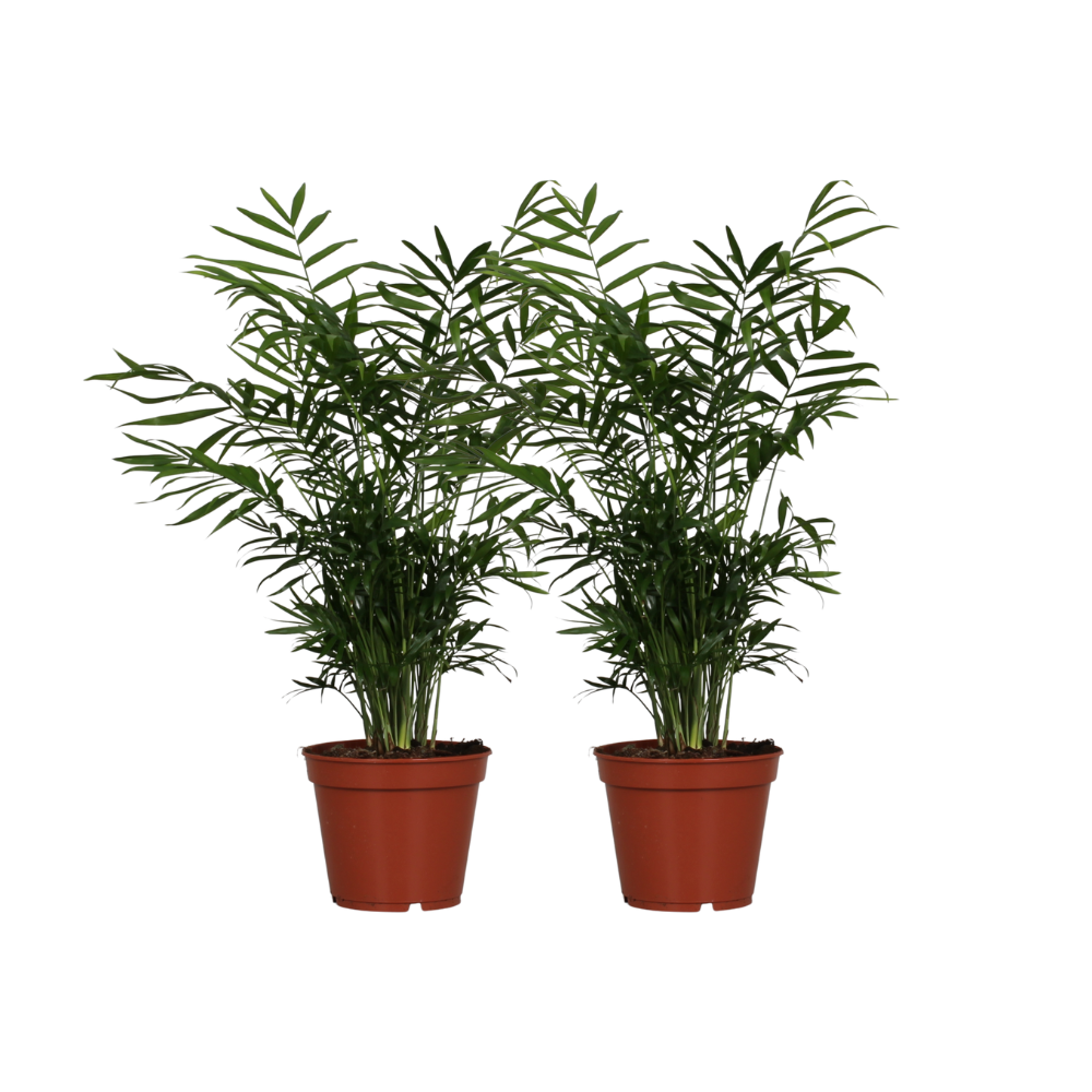 2× Chamaedorea elegans (bergpalm) – Ø17 cm, 55 cm hoog