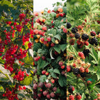 Himbeere (Rubus idaeus) – 3 Pflanzen, Ø 11 cm, 40 cm hoch