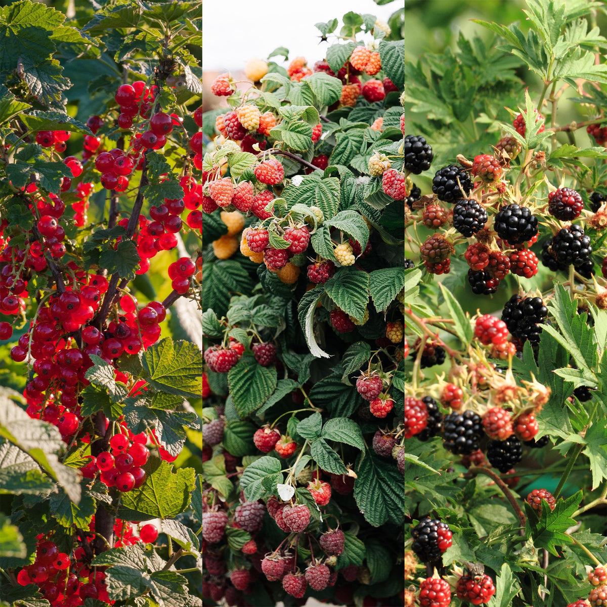 Himbeere (Rubus idaeus) – 3 Pflanzen, Ø 11 cm, 40 cm hoch – Bild 5