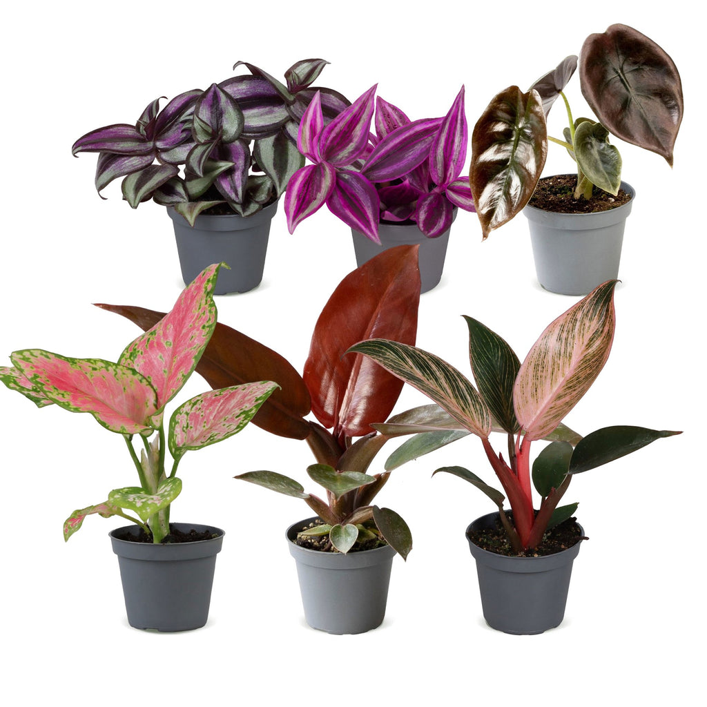 6× jeunes plants Paradise Mix – Ø6 cm, 10–15 cm de haut