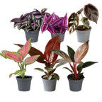 6× jeunes plants Paradise Mix – Ø6 cm, 10–15 cm de haut