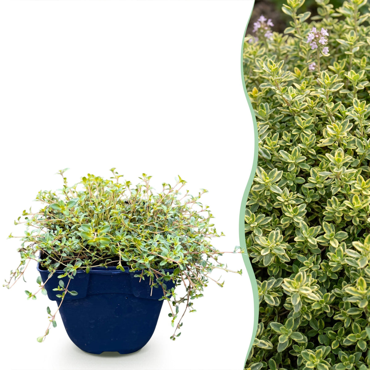 Thymus citr. 'Sambesi' (Zitronentimian) – gelb – 12 Pflanzen, Ø11 cm, 15–25 cm hoch