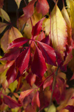 Parthenocissus henryana (Chinese wild grape) – Ø15 cm, 65 cm high