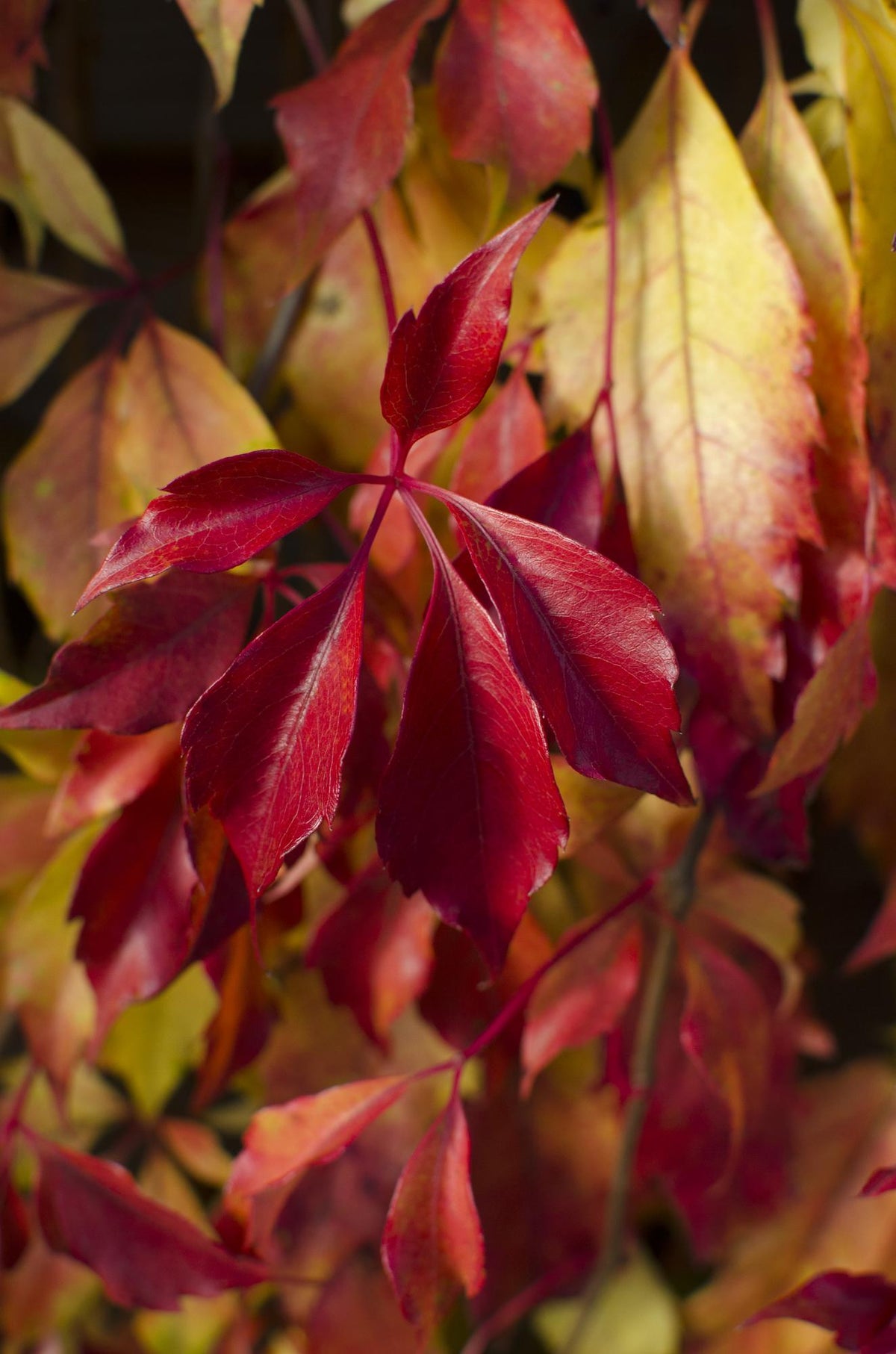 Parthenocissus henryana (Chinese wild grape) – Ø15 cm, 65 cm high – photo 3