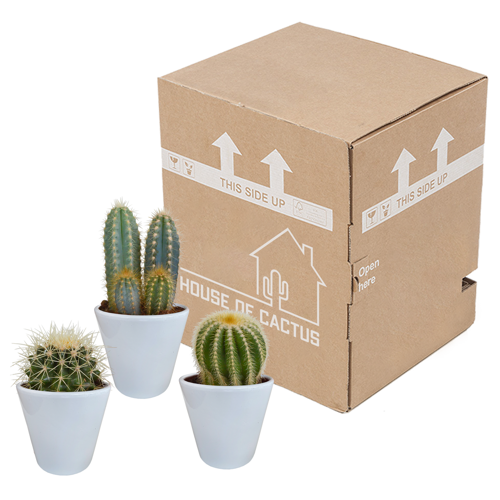 Mélange de cactus (Cactaceae) en pot blanc – Ø10 cm, 18 cm de haut – photo 3