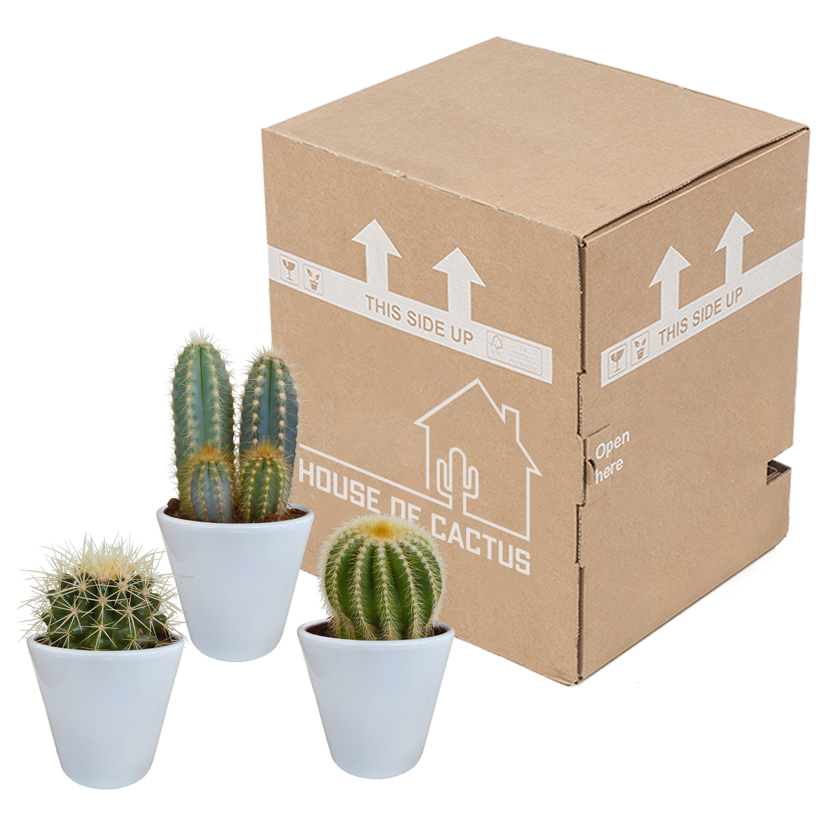 Kaktusmix (Cactaceae) i hvid potte – Ø10 cm, 18 cm høj