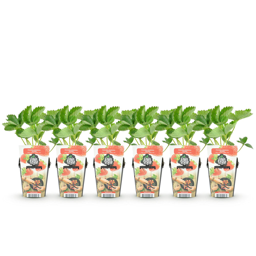 Fragaria 'Elsanta' (Walderdbeere) – 6 Pflanzen, Ø9 cm, 30 cm hoch – Bild 2