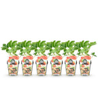 Fragaria 'Elsanta' (Walderdbeere) – 6 Pflanzen, Ø9 cm, 30 cm hoch