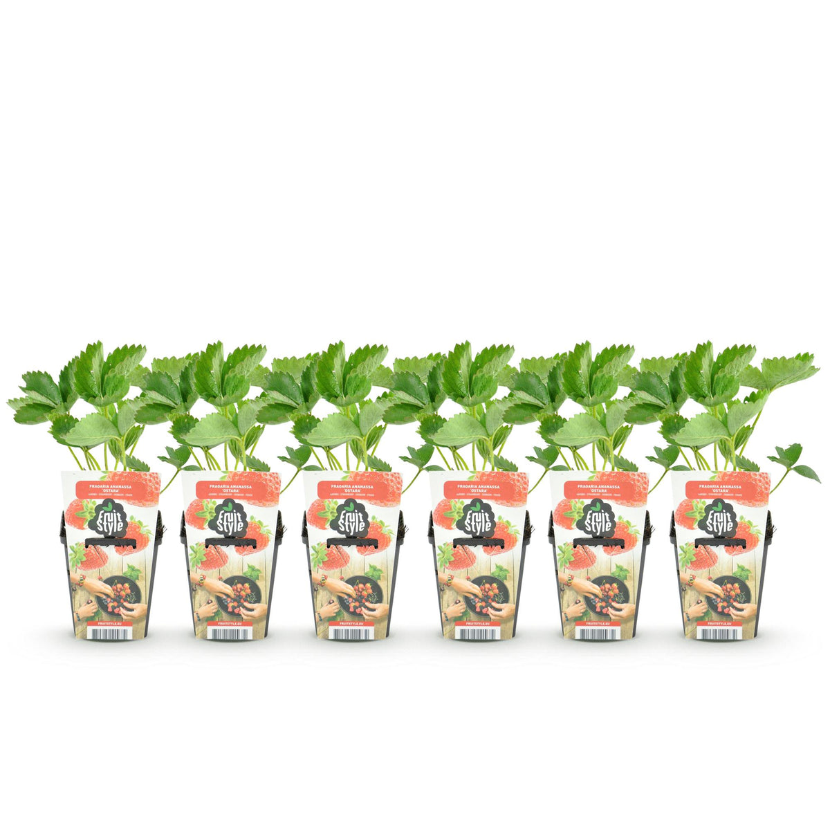 Fragaria 'Elsanta' (Walderdbeere) – 6 Pflanzen, Ø9 cm, 30 cm hoch – Bild 2