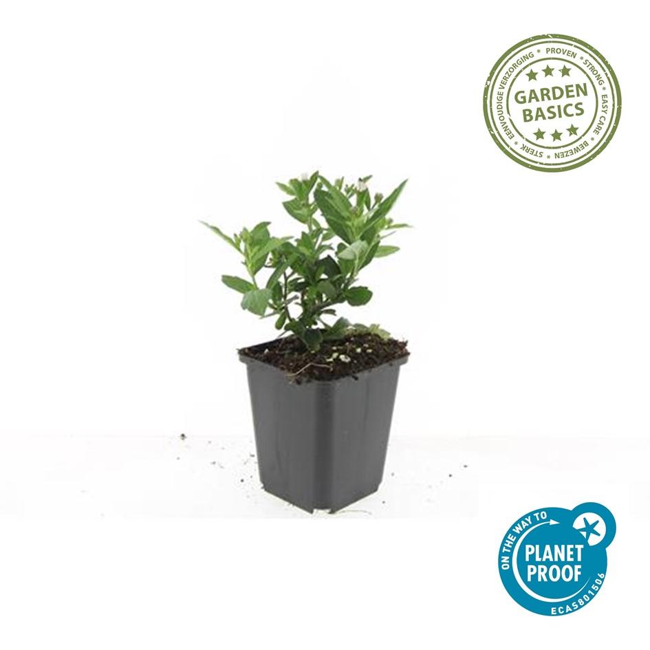 Aster ageratoides 'Stardust' – 6 Pflanzen, Ø9 cm, 10–25 cm hoch