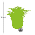 Asplenium Parvati i ELHO Vibes Fold 14 cm rosa (fågelvägg) – 25 cm hög
