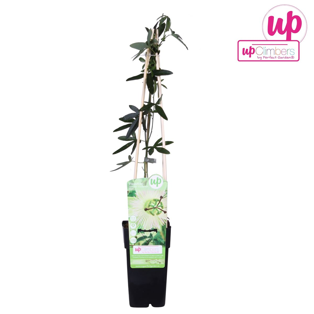 Passiflora caerulea 'Constance Elliot' (Passionsblume) – Ø 15 cm, 65 cm hoch – Bild 4