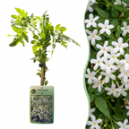 Jasminum officinale (jasmin commun) – blanc – 2 plants, Ø9 cm, 35 cm de haut