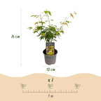 Acer palmatum 'Katsura' (japansk løn) – orange – Ø12 cm, 35 cm høj