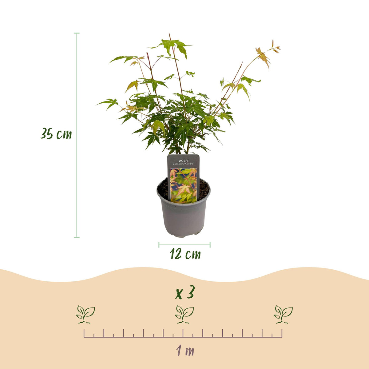 Acer palmatum 'Katsura' (Japanse esdoorn) – oranje – Ø12 cm, 35 cm hoog