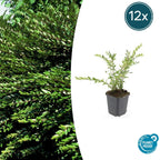 Lonicera pileata 'Purple Pearl' (honeysuckle) – 12 plants, Ø9 cm, 10–25 cm high