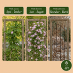 Jasminum stephanense (roze jasmijn) – 4 planten, Ø9 cm, 35 cm hoog
