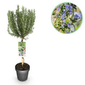 Rozemarijn (Salvia rosmarinus) op stam – Ø19 cm, 90 cm hoog