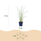 Miscanthus sinensis 'Morning Light' (Japanisches Silbergras) – Ø 11 cm, 15–25 cm hoch
