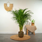 Arekapalmsväxt (Dypsis) – Ø21 cm, 100 cm hög