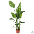 Strelitzia nicolai (witte paradijsvogelbloem) – Ø21 cm, 130 cm hoog