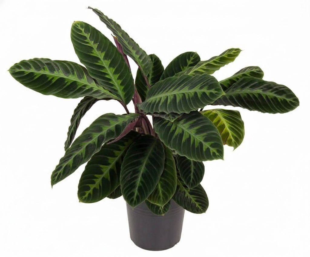 Calathea warscewiczii – Ø24 cm, 90 cm high