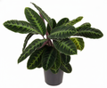 Calathea warscewiczii – Ø24 cm, 90 cm high