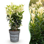 Euonymus japonica 'Paloma Blanca' (osmanthus du Japon) – blanc – 8 plants, Ø9 cm, 20–30 cm de haut