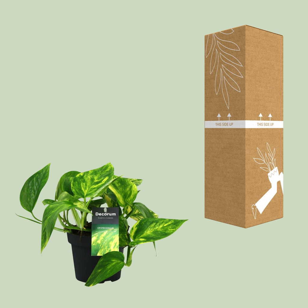 Epipremnum (scindapsus) – Ø12 cm, 20 cm hoog