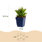 Aster 'Wood’s Pink' – rose – 6 plants, Ø11 cm, 15–25 cm de haut