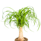 Beaucarnea recurvata stem (elephant foot) – Ø17 cm, 40–60 cm high