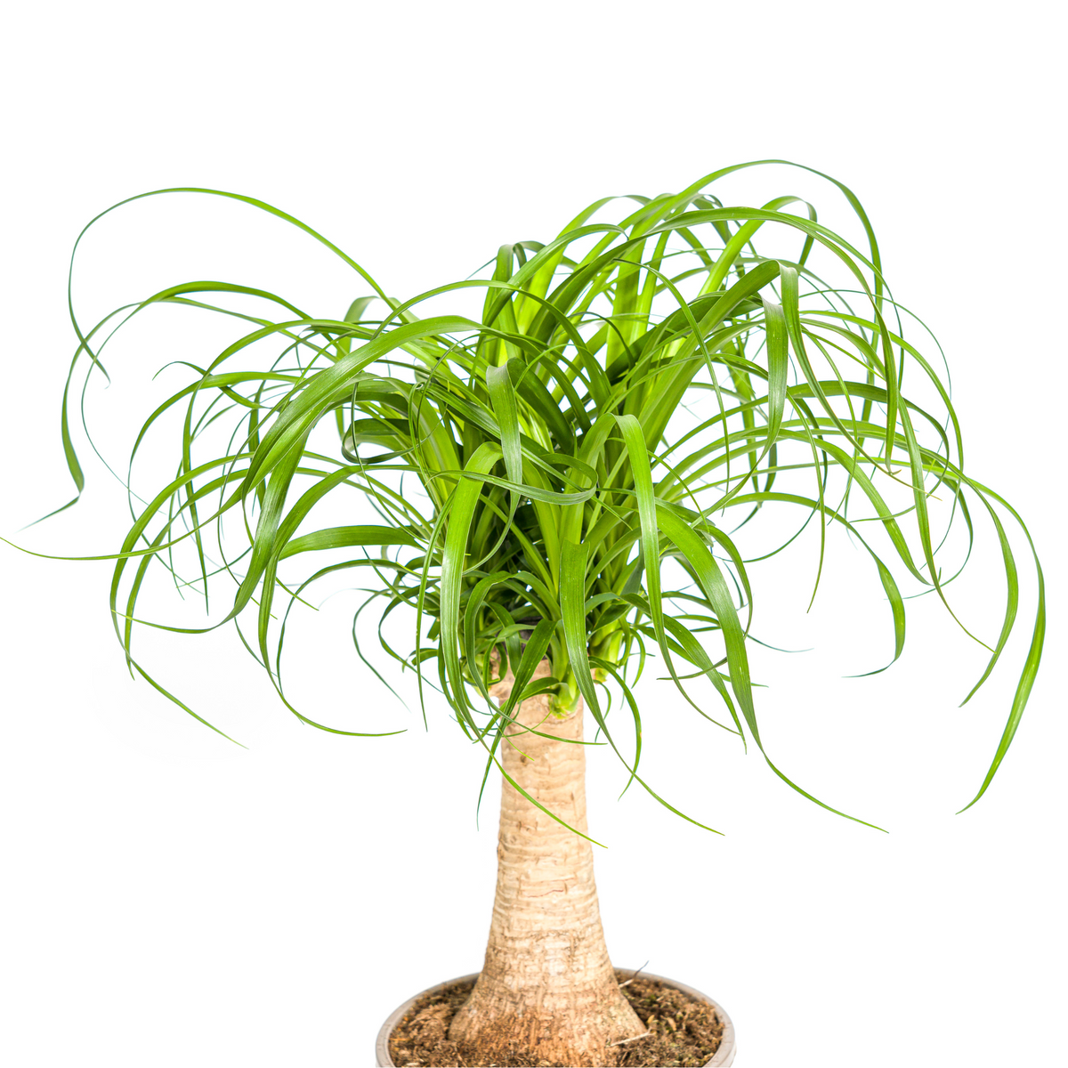 Beaucarnea recurvata Stam (olifantspoot) – Ø17 cm, 40–60 cm hoog