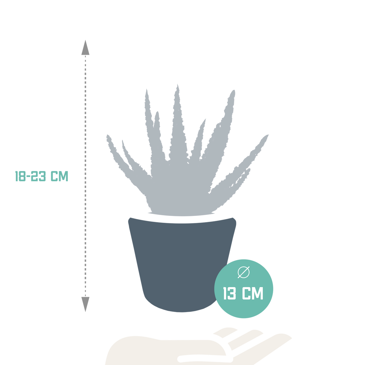 Aloë zebrina Dannyz (aloe) en pot blanc – Ø11 cm, 23 cm de haut – photo 6