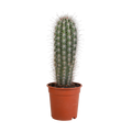 Pachycereus pringlei (Cactaceae) uden urtepotte – Ø17 cm, 17 cm høj
