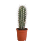 Pachycereus pringlei (Cactaceae) uden urtepotte – Ø17 cm, 17 cm høj