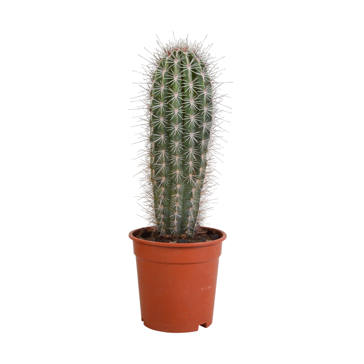 Pachycereus pringlei (Cactaceae) uden urtepotte – Ø17 cm, 17 cm høj