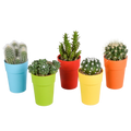 Mélange de cactus (Cactaceae) – Ø 6 cm, 16 cm de haut