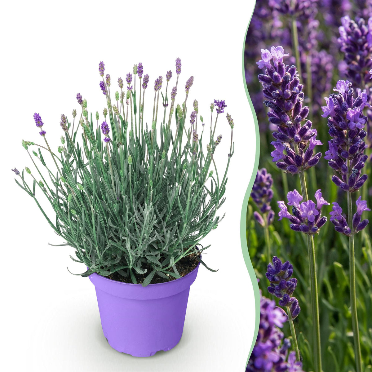 Lavandula angustifolia 'Munstead' (lavendel) – paars – Ø12 cm, 15–25 cm hoog